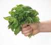 Albahaca Albahaca